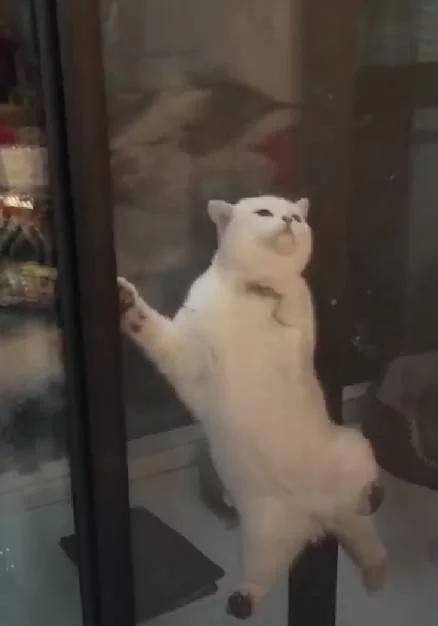主人下班回家 到处找不到猫咪 掀开窗帘一看笑翻了!