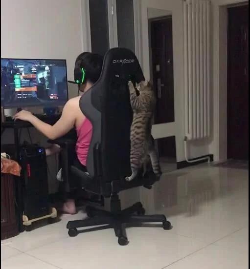 猫咪爬凳子看主人玩游戏 也成游戏迷了 是成精了吗?