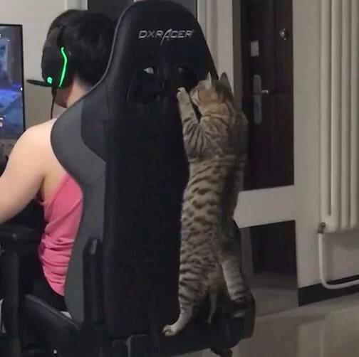 猫咪爬凳子看主人玩游戏 也成游戏迷了 是成精了吗?