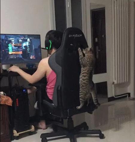 猫咪爬凳子看主人玩游戏 也成游戏迷了 是成精了吗?