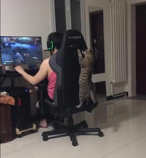 猫咪爬凳子看主人玩游戏 也成游戏迷了 是成精了吗?