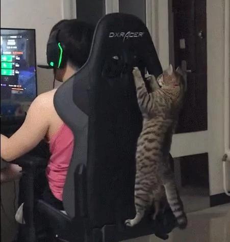 猫咪爬凳子看主人玩游戏 也成游戏迷了 是成精了吗?