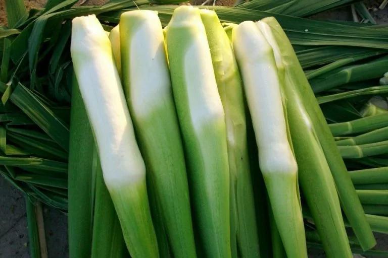 立夏上火燥热!医师大推茭白笋清热解毒