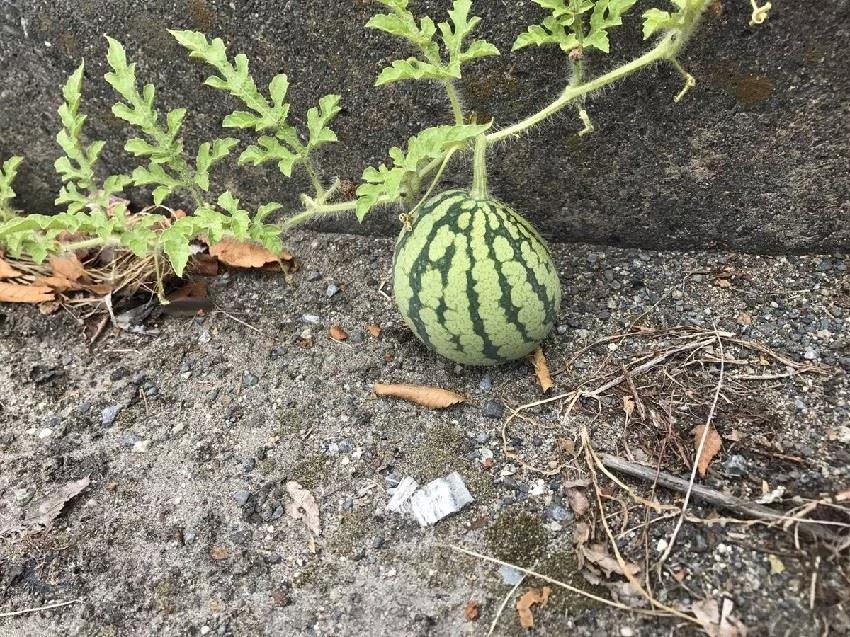 这张图里有一颗「隐藏版的西瓜」 全球网友找到快抓狂了!答案公布后…