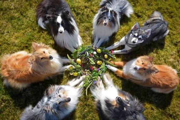英奇女子把七只宠物狗训成“超模” 高难姿势超惹人爱 看看她的驯犬秘笈吧!