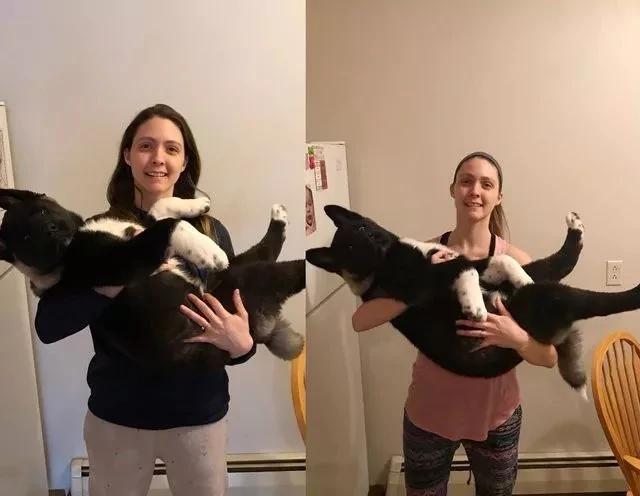 网友夫妇养了只熊宝宝小狗 软萌可爱 6个月后他们有点后悔了!
