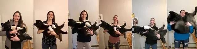网友夫妇养了只熊宝宝小狗 软萌可爱 6个月后他们有点后悔了!