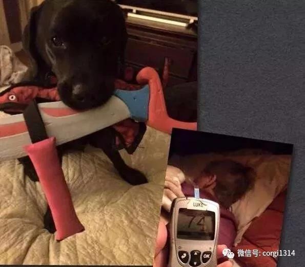 拉布拉多半夜一直狂吠 叫醒熟睡中的妈妈 它反常行为救了小主人!