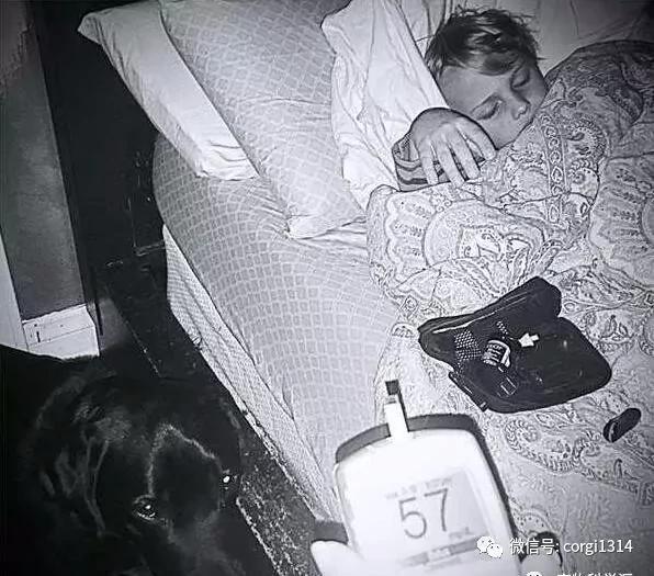 拉布拉多半夜一直狂吠 叫醒熟睡中的妈妈 它反常行为救了小主人!