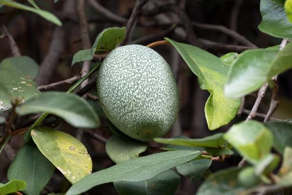 台湾特有食物爱玉:减重控糖、解暑都吃它