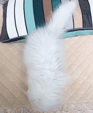 一只拥有盛世美颜的猫咪 自从看了它的第一眼后 就把我的心融化了!
