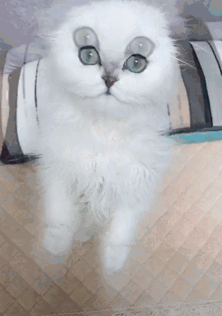 一只拥有盛世美颜的猫咪 自从看了它的第一眼后 就把我的心融化了!