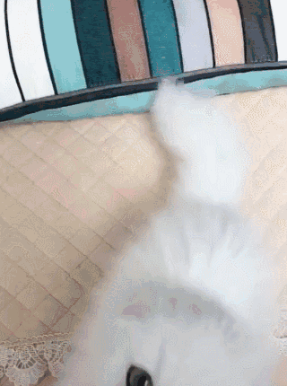 一只拥有盛世美颜的猫咪 自从看了它的第一眼后 就把我的心融化了!