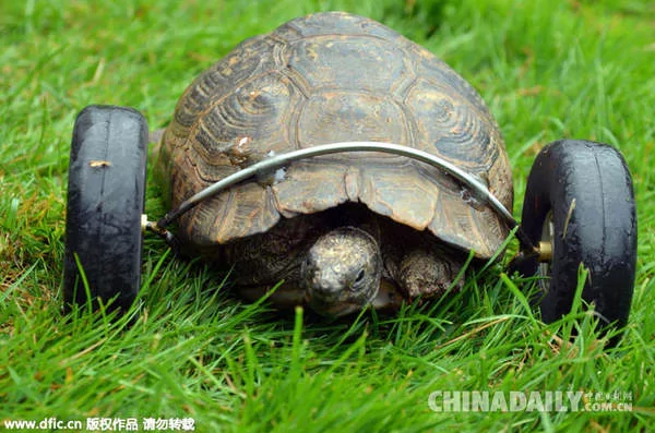 百岁龟前腿被老鼠咬掉 主人为其装轮胎代步!