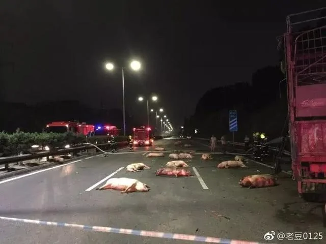 深圳100头猪凌晨在高速上坐躺!