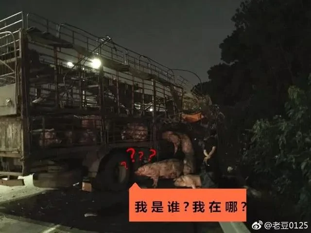 深圳100头猪凌晨在高速上坐躺!
