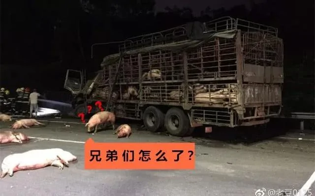 深圳100头猪凌晨在高速上坐躺!