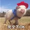 深圳100头猪凌晨在高速上坐躺!