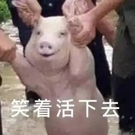 深圳100头猪凌晨在高速上坐躺!