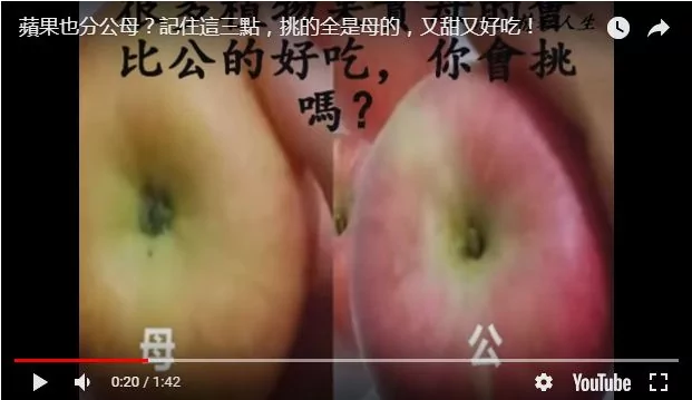 苹果也分公母？记住这三点 挑的全是母的 又甜又好吃！