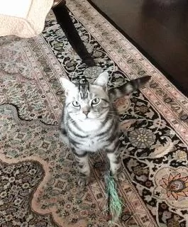 太忙不陪玩!霸气猫咪叼逗猫棒甩主人面前:朕命令你快逗我!