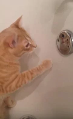 猫咪盯着“浴缸金属”看老半天 网友笑翻:原来是被自己帅到了!