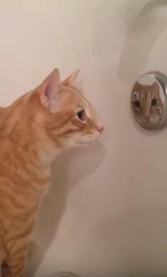 猫咪盯着“浴缸金属”看老半天 网友笑翻:原来是被自己帅到了!