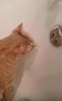 猫咪盯着“浴缸金属”看老半天 网友笑翻:原来是被自己帅到了!