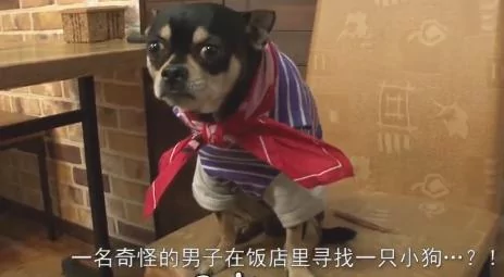 小狗抛弃原主人 自己选择新主人 邻居为此开讨论会!