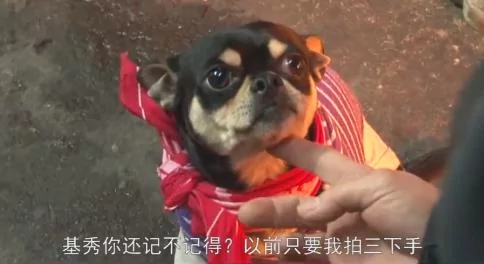 小狗抛弃原主人 自己选择新主人 邻居为此开讨论会!