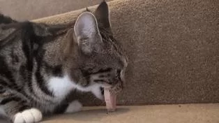 猫咪嘴里的肉饼突然不翼而飞 身边并没有狗狗经过 肉饼哪去了?