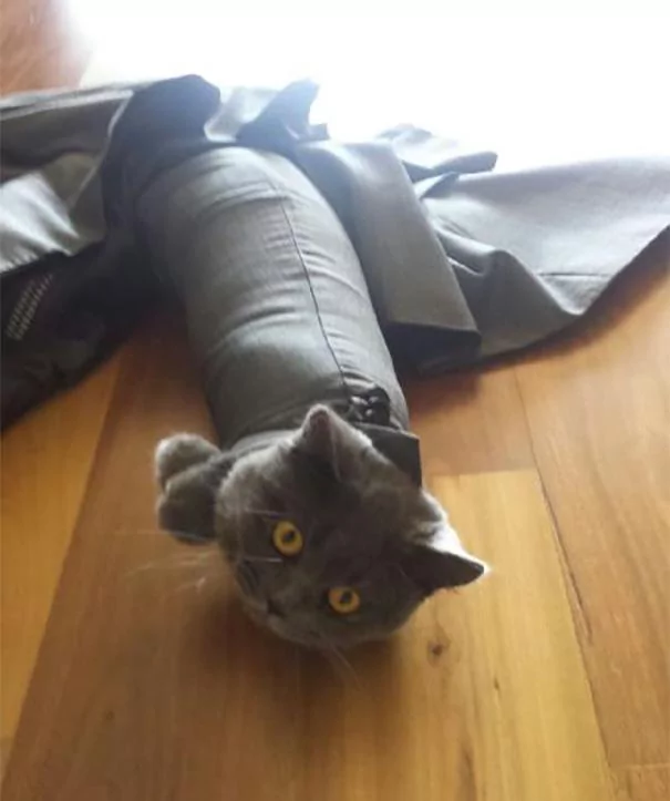 猫咪嘴里的肉饼突然不翼而飞 身边并没有狗狗经过 肉饼哪去了?
