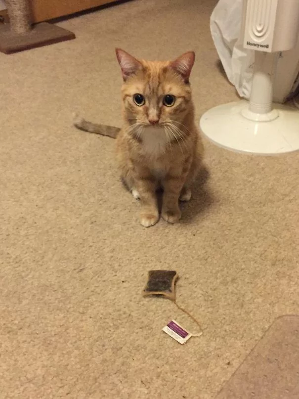 猫咪嘴里的肉饼突然不翼而飞 身边并没有狗狗经过 肉饼哪去了?
