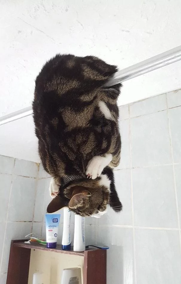 猫咪嘴里的肉饼突然不翼而飞 身边并没有狗狗经过 肉饼哪去了?