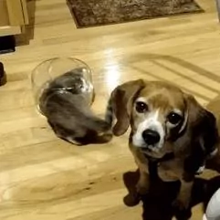猫咪嘴里的肉饼突然不翼而飞 身边并没有狗狗经过 肉饼哪去了?