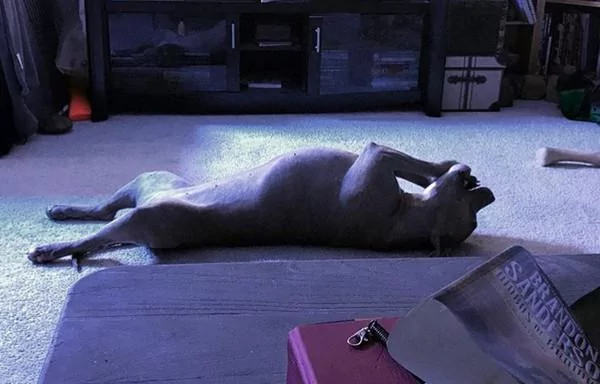 主人以为狗狗瘫痪送医 结果原因让她笑喷!