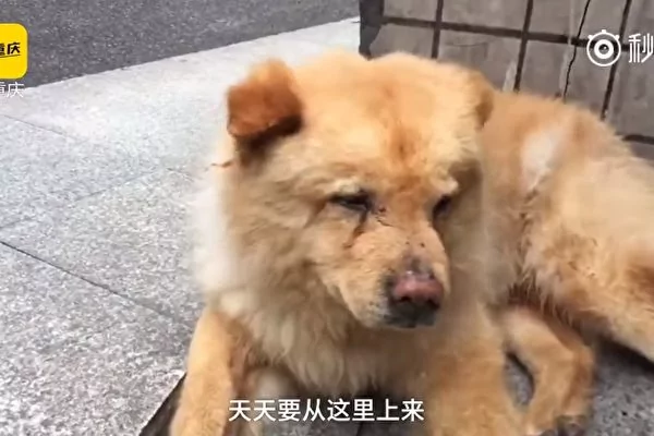 重庆忠狗每天在车站待12小时等主人下班