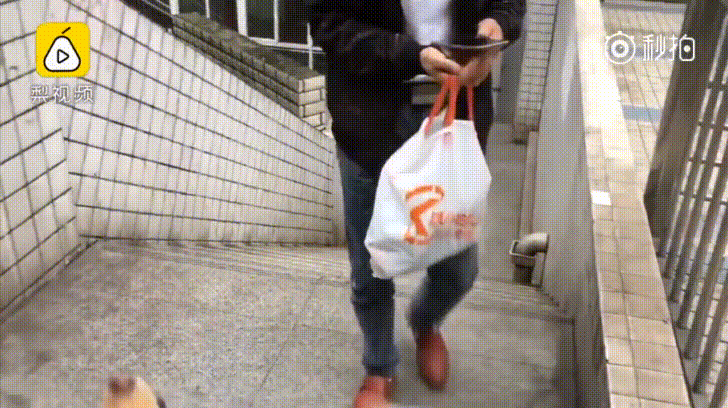 重庆忠狗每天在车站待12小时等主人下班