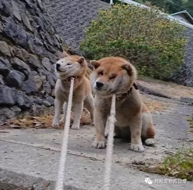 柴犬不愿回家 主人使出吃奶的力气也拽不动它 回头一看这画风笑喷了!