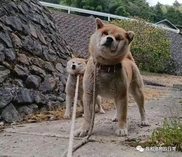 柴犬不愿回家 主人使出吃奶的力气也拽不动它 回头一看这画风笑喷了!