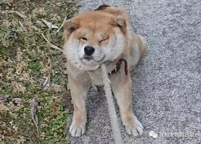 柴犬不愿回家 主人使出吃奶的力气也拽不动它 回头一看这画风笑喷了!
