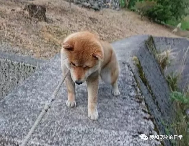 柴犬不愿回家 主人使出吃奶的力气也拽不动它 回头一看这画风笑喷了!