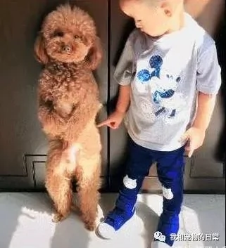 泰迪与小主人合伙干坏事被揪住了 狗狗被出卖后 做出了这样的反应!