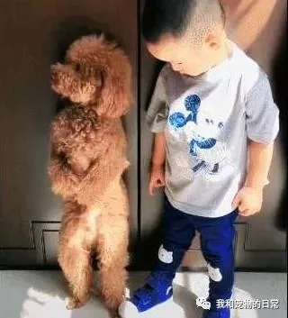 泰迪与小主人合伙干坏事被揪住了 狗狗被出卖后 做出了这样的反应!