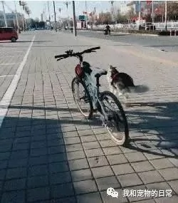 网友不信邪 决定骑车遛狗 结果车还在 狗也在 就是人不见了!