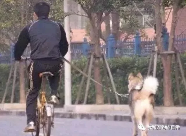 网友不信邪 决定骑车遛狗 结果车还在 狗也在 就是人不见了!
