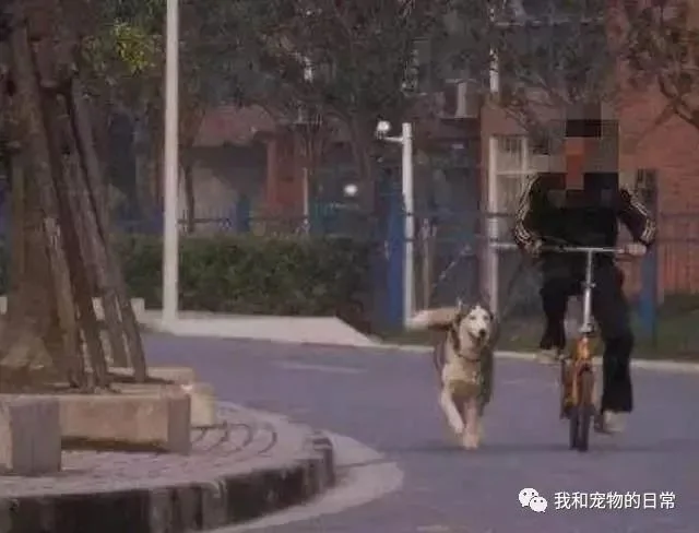网友不信邪 决定骑车遛狗 结果车还在 狗也在 就是人不见了!