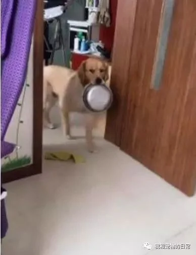 金毛听到开饭了 就叼着饭碗过来 结果看到主人手里的东西 掉头就走了!