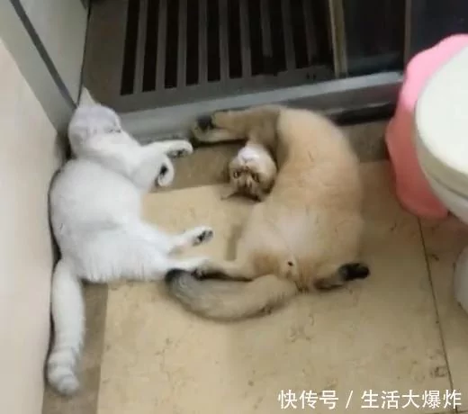 主人到家发现猫咪的头掉了 吓得走近一看 笑翻了!