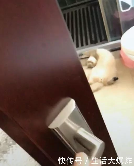 主人到家发现猫咪的头掉了 吓得走近一看 笑翻了!